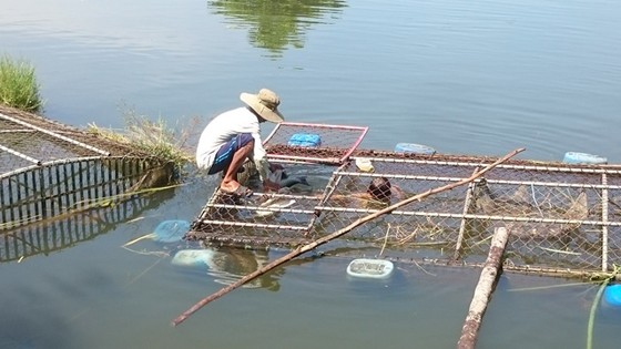 Cá nuôi trên sông Bồ Thừa Thiên – Huế lại chết trắng lồng ảnh 1
