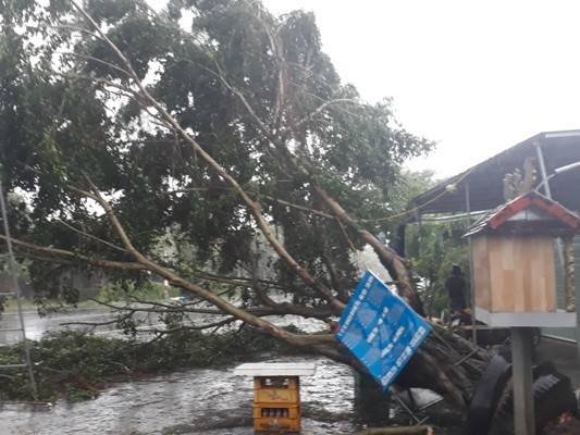 Những thiệt hại ban đầu bão số 4 gây ra tại Quảng Trị, Hà Tĩnh. ảnh 14