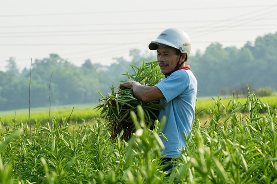 Hoa hoa kèn bén duyên đất Huế vạn người mê ảnh 5