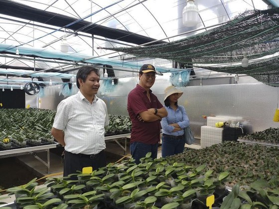 Lan hồ điệp bén rễ trên đỉnh Sa Mù ảnh 1