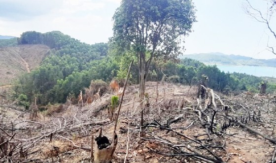 Vì sao Thừa Thiên – Huế để mất 807ha rừng tự nhiên? ảnh 2