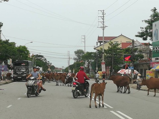 Hà Tĩnh: Ngăn chặn tình trạng thả rông trâu bò trên các tuyến đường bộ, đường sắt ảnh 2