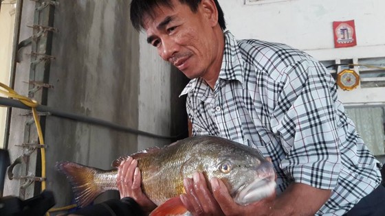 Hà Tĩnh: Người dân bất ngờ câu được cá lạ, nghi là cá sủ vàng ảnh 3