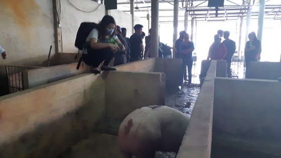 Nghi vấn cơ sở giết mổ có dịch bệnh lở mồm long móng, người dân yêu cầu làm rõ ảnh 2