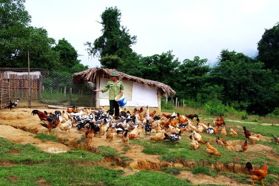 Hiệu quả từ mô hình '5 vườn, 3 giàn' của Bộ đội Biên phòng Hà Tĩnh ảnh 6