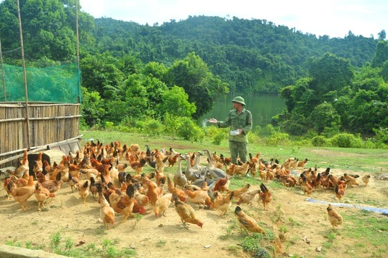Hiệu quả từ mô hình '5 vườn, 3 giàn' của Bộ đội Biên phòng Hà Tĩnh ảnh 5