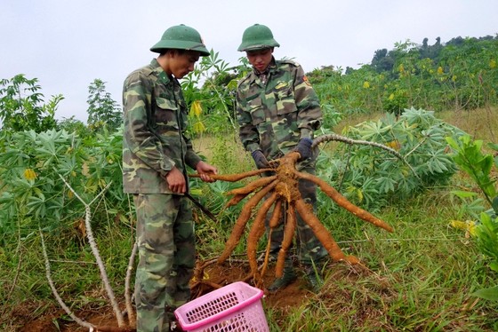 Hiệu quả từ mô hình '5 vườn, 3 giàn' của Bộ đội Biên phòng Hà Tĩnh ảnh 12