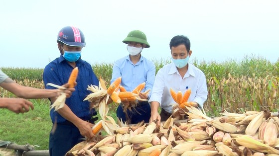Giống ngô DK 6919 S cho năng suất cao trên vùng đất Nghi Xuân ảnh 9