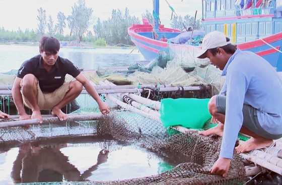 Cá lồng chết hàng loạt ở Phú Yên do nhiễm vi khuẩn Vibrio ảnh 1