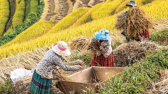 Mùa no ấm trên quê hương A Phủ ảnh 3
