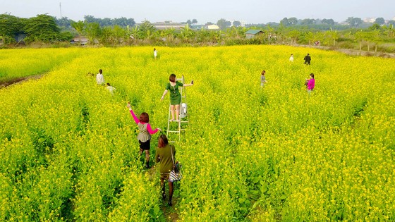 Cánh đồng hoa cải rực rỡ trong nắng đông ảnh 16