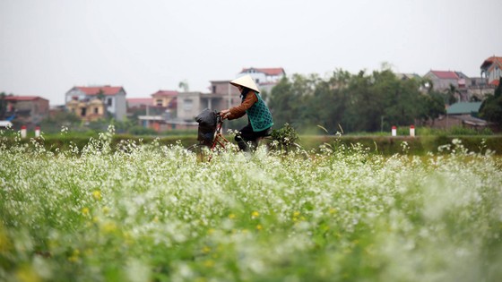 Cánh đồng hoa cải rực rỡ trong nắng đông ảnh 4