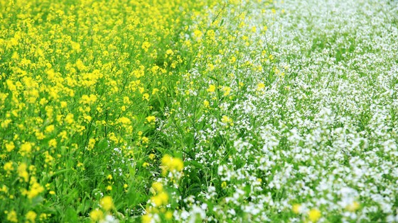 Cánh đồng hoa cải rực rỡ trong nắng đông ảnh 3