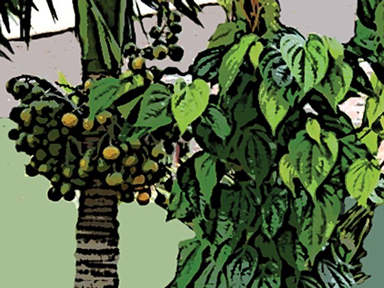 Giàn trầu mẹ chăm ảnh 1