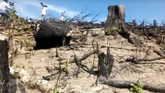 VIDEO: Cận cảnh 43ha rừng tự nhiên tại Bình Định bị “lâm tặc” triệt hạ ảnh 3
