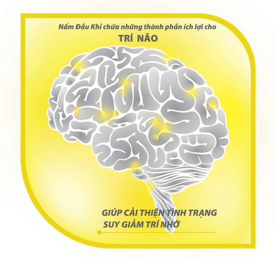 GIỚI THIỆU VỀ NẤM ĐẦU KHỈ HERICIUM & YẾU TỐ TĂNG TRƯỞNG THẦN KINH NGF ảnh 2
