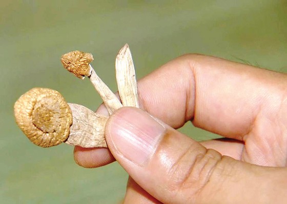 Xuất hiện nhiều loại ma túy mới ảnh 1