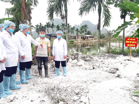 Ngăn chặn hiểm họa dịch tả heo châu Phi ảnh 1