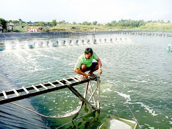 Tôm truy xuất nguồn gốc được nâng cao giá trị ảnh 1