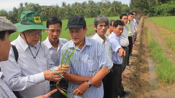 Đủ cơ sở để nhân rộng mô hình canh tác lúa thông minh ảnh 1