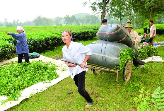 Say đắm nông trường chè ảnh 6