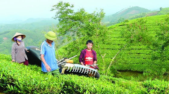 Say đắm nông trường chè ảnh 4