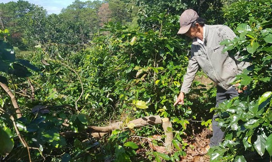 Tây Nguyên tái diễn nạn chặt phá cây trồng ảnh 1