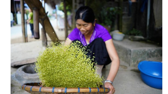 Tú Lệ vào mùa cốm mới ảnh 1
