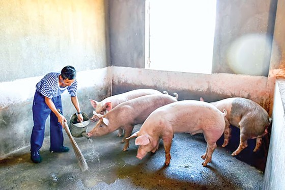 Lính đảo tăng gia sản xuất ảnh 5