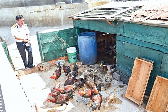 Lính đảo tăng gia sản xuất ảnh 6