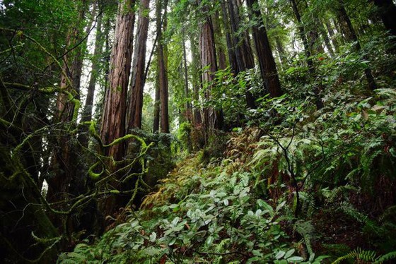 10 điểm lý tưởng bạn cần đến ở San Francisco - Ảnh 10. 10 điểm lý tưởng bạn cần đến ở San Francisco