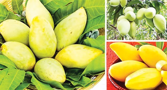 Tiềm năng đang mở xuất khẩu rau, quả ảnh 1