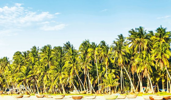 Hoang sơ dọc biển xứ Quảng ảnh 6