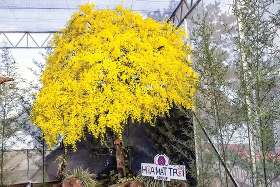 Kết tinh các loài hoa ảnh 3