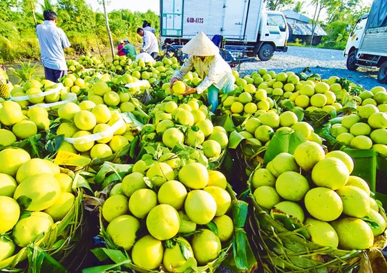 Xuất khẩu rau quả: Thời cơ đầu tư phát triển bền vững ảnh 1