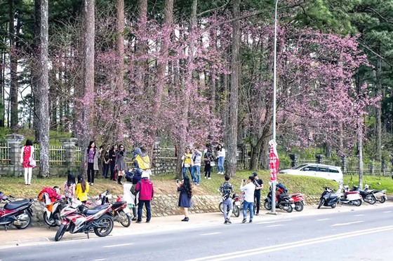 Đà Lạt rực sắc mai anh đào ảnh 6