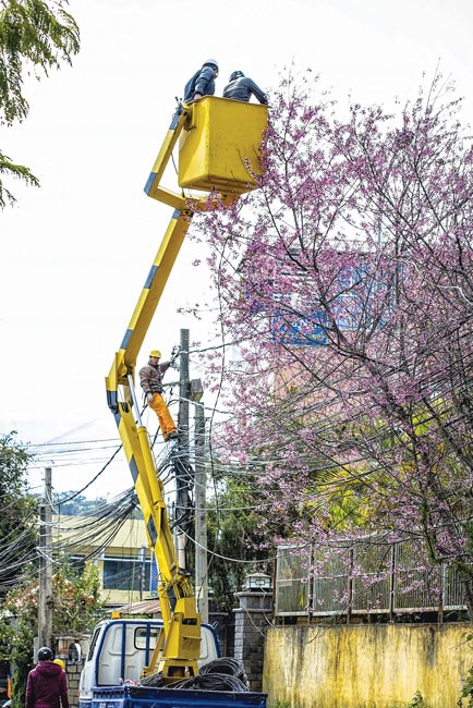Đà Lạt rực sắc mai anh đào ảnh 1
