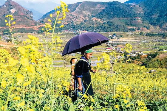 Mù Cang Chải - Vàng rực hoa cải mùa xuân ảnh 2