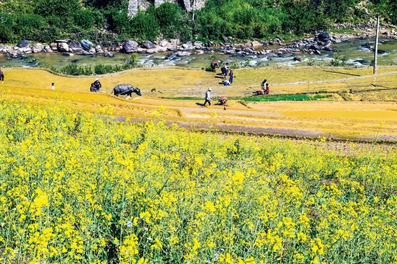 Mù Cang Chải - Vàng rực hoa cải mùa xuân ảnh 1