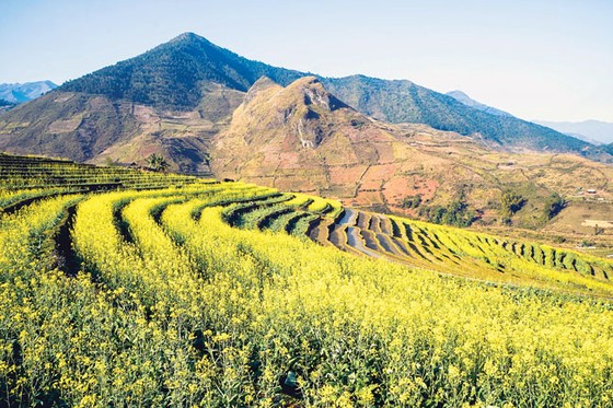 Mù Cang Chải - Vàng rực hoa cải mùa xuân ảnh 5