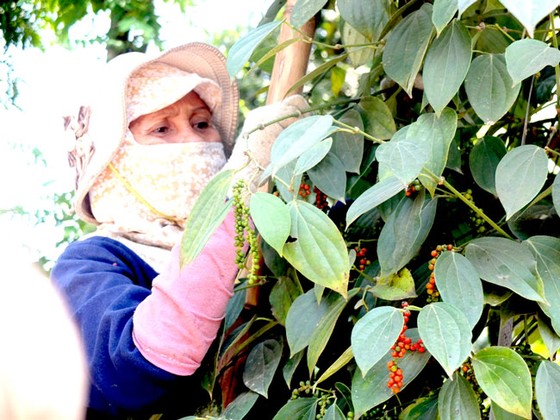 Nông dân trồng tiêu đang bị lỗ kép ảnh 1
