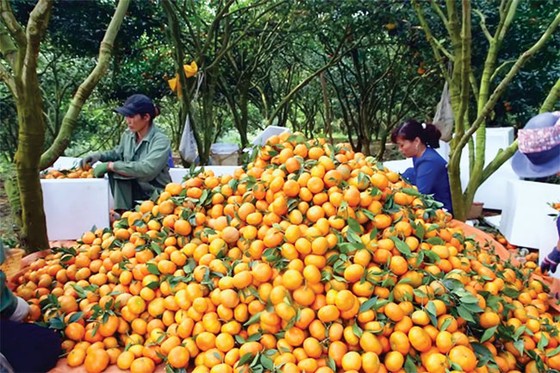 Phối hợp 3 bộ, nâng tầm thương hiệu Việt ảnh 1