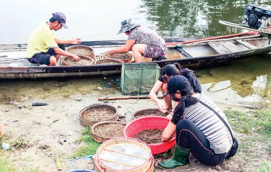 Nhẹ nhàng Chợ nổi trên phá Tam Giang ảnh 5
