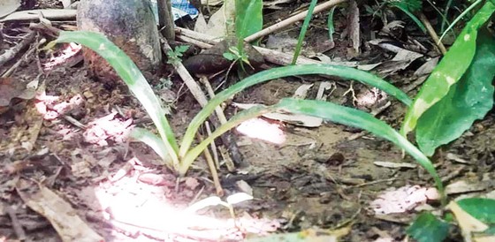 Sự thật cây “ngải yêu” ảnh 2