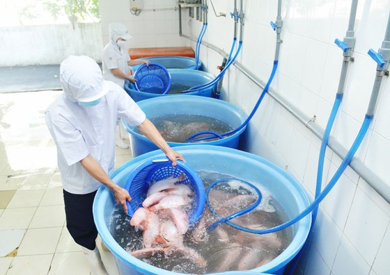 3 khó khăn chính kiềm hãm ngành thủy sản ảnh 3