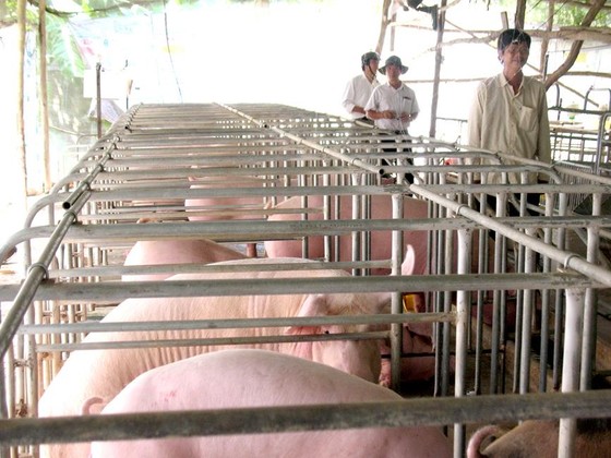 Chuyển đổi chăn nuôi theo chuỗi giá trị ảnh 1