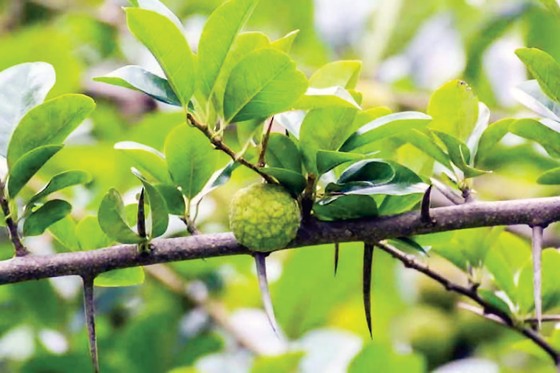 Lá mỏ quạ chữa vết thương phần mềm ảnh 2