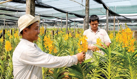 Sản phẩm nông nghiệp chủ lực khó tìm đầu ra ảnh 1