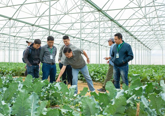 VinEco hợp tác 800 hộ nông dân sản xuất nông sản sạch ảnh 1