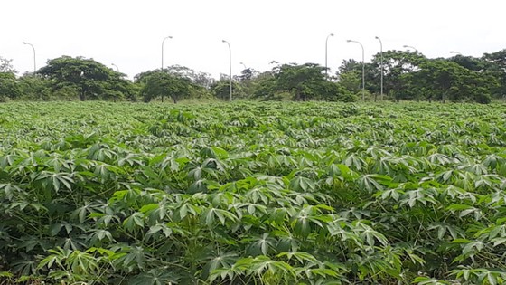 Hoang tàn TP mới Nhơn Trạch ảnh 5